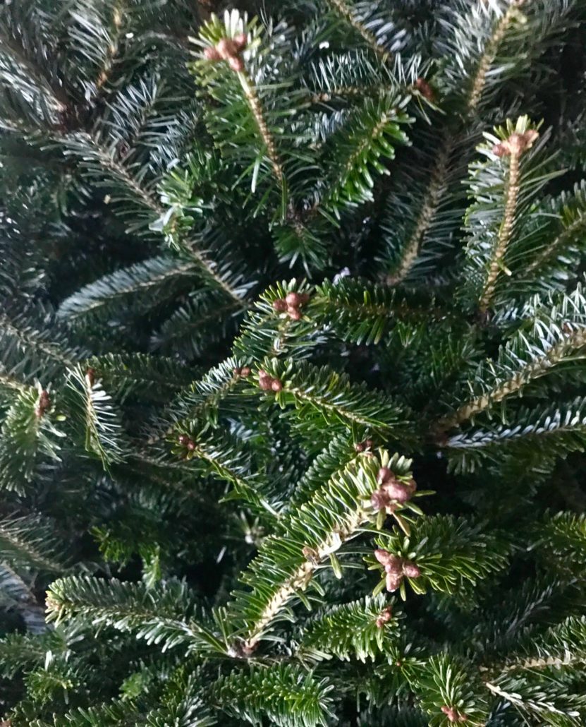 How to keep your christmas tree green