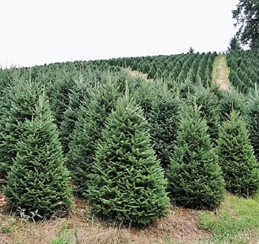 how to keep your christmas tree green and fresh all season long
