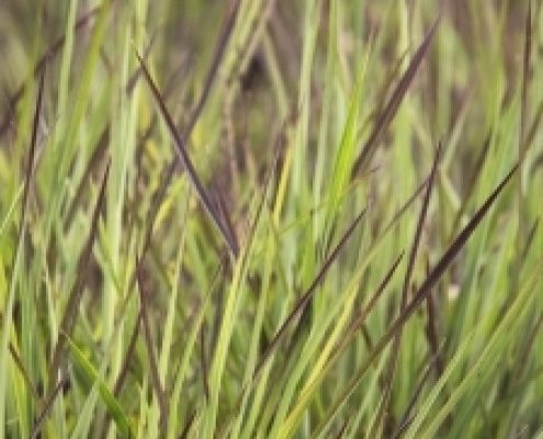 Blue Heaven Little Bluestem