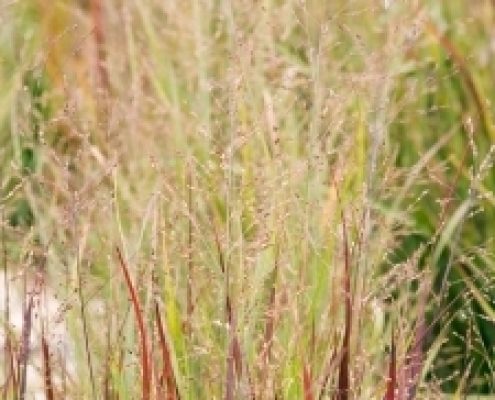 Heavy Metal Blue Switch Grass