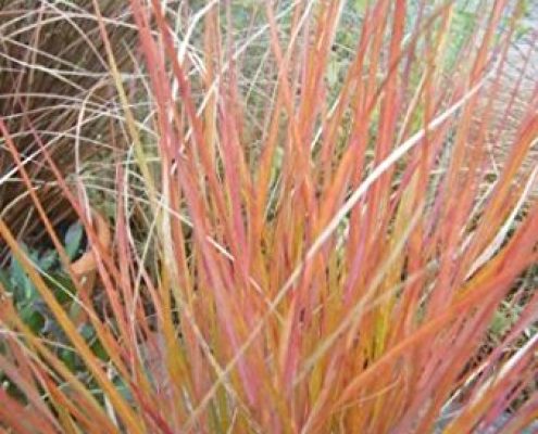 Pheasant’s Tail Grass