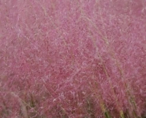 Regal Mist Pink Muhly Grass