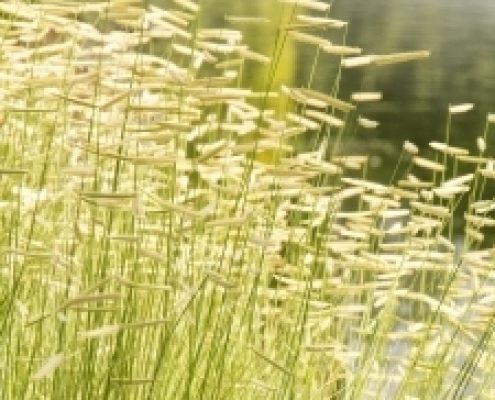 Blonde Ambition Blue Grama Grass