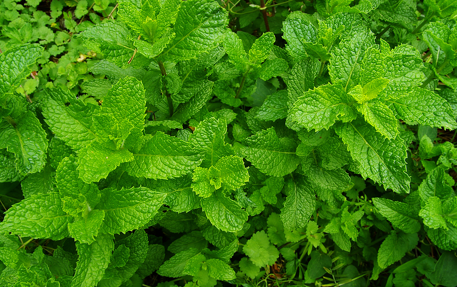 Mint can repel bugs and mosquitoes