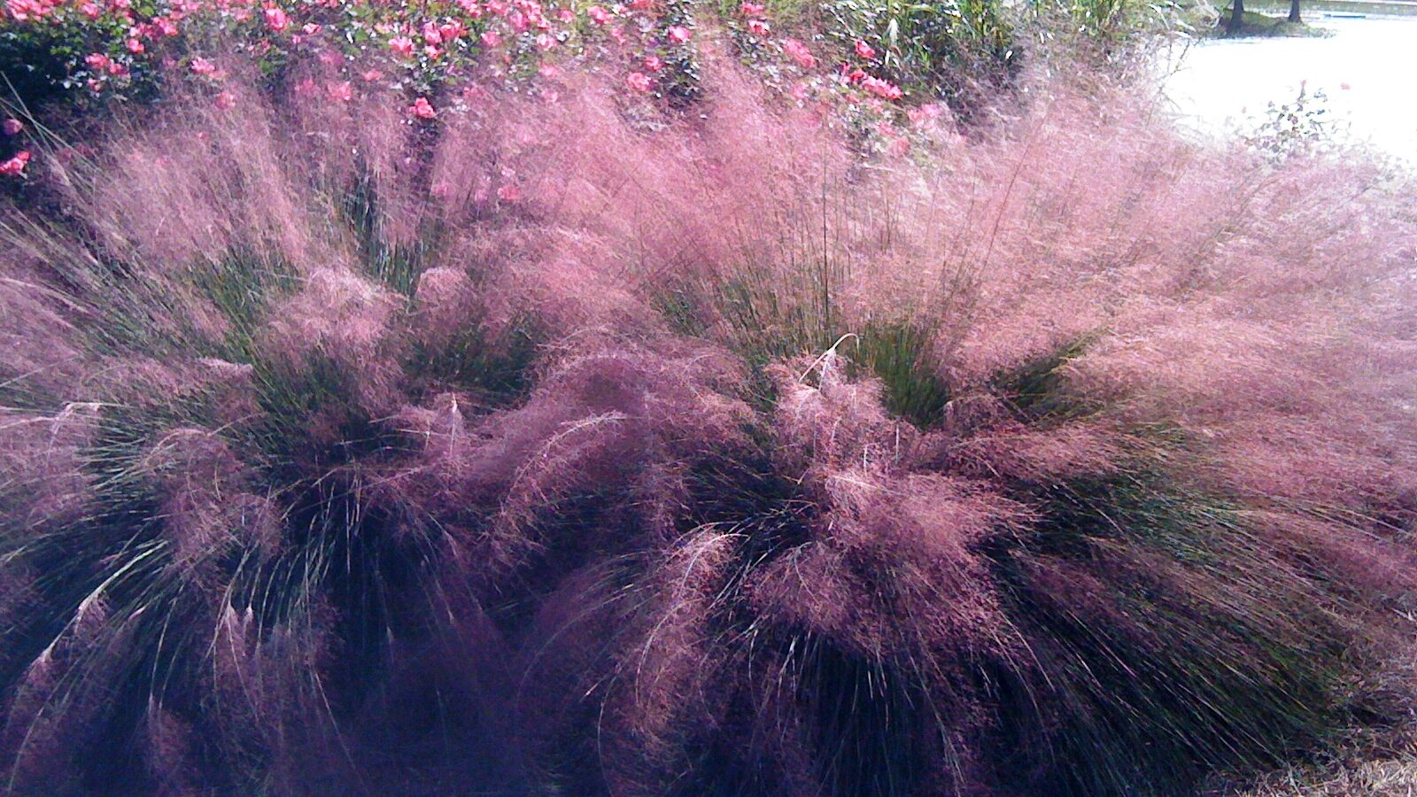 Top 6 Ornamentals To Include In Fall Landscapes