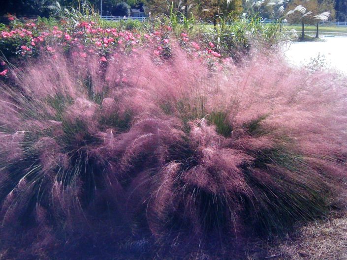 Top 6 Ornamentals To Include In Fall Landscapes