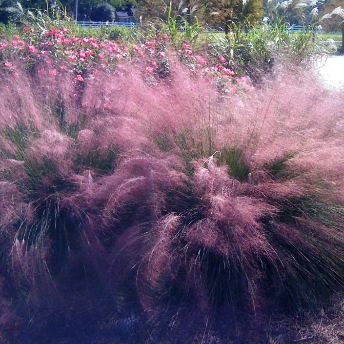 Top 6 Ornamentals To Include In Fall Landscapes