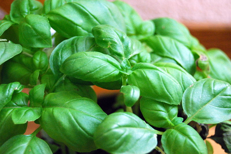 Basil can repel bugs and mosquitoes 