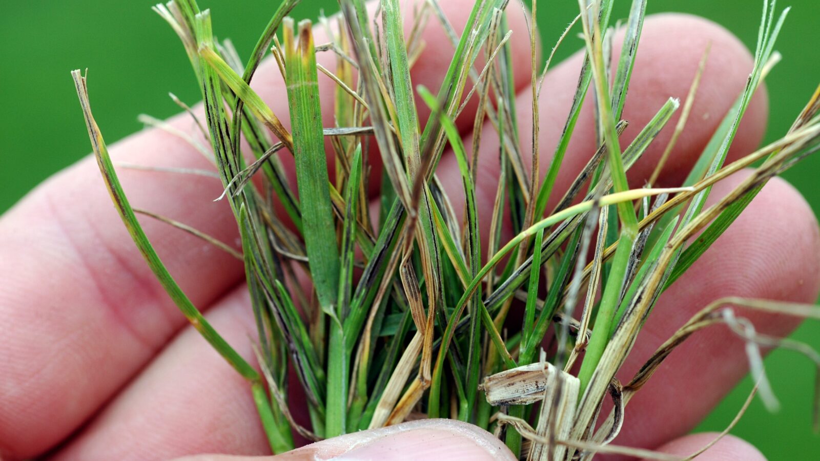 turf management for disease control