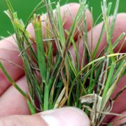 turf management for disease control