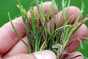 turf management for disease control