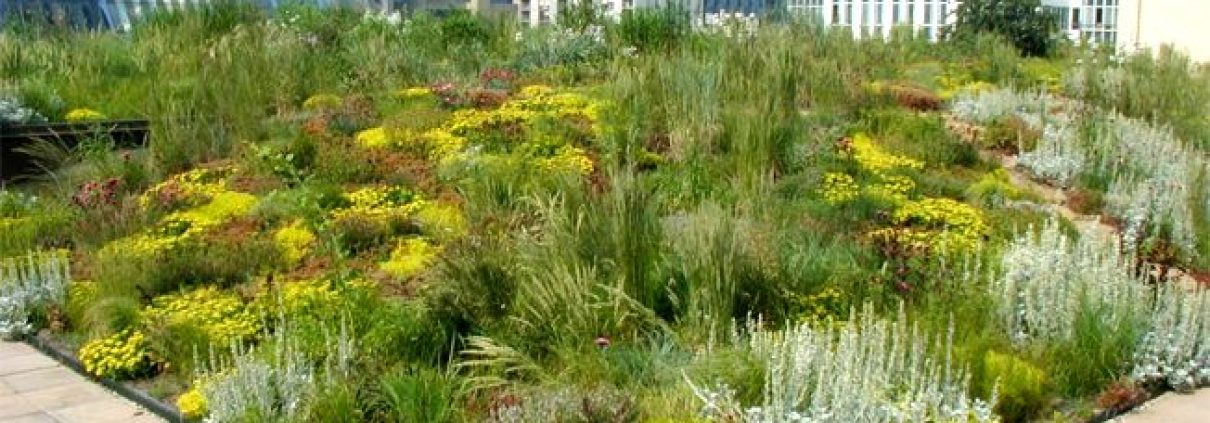 Green roof offers benefits for environment