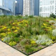 Green roof offers benefits for environment
