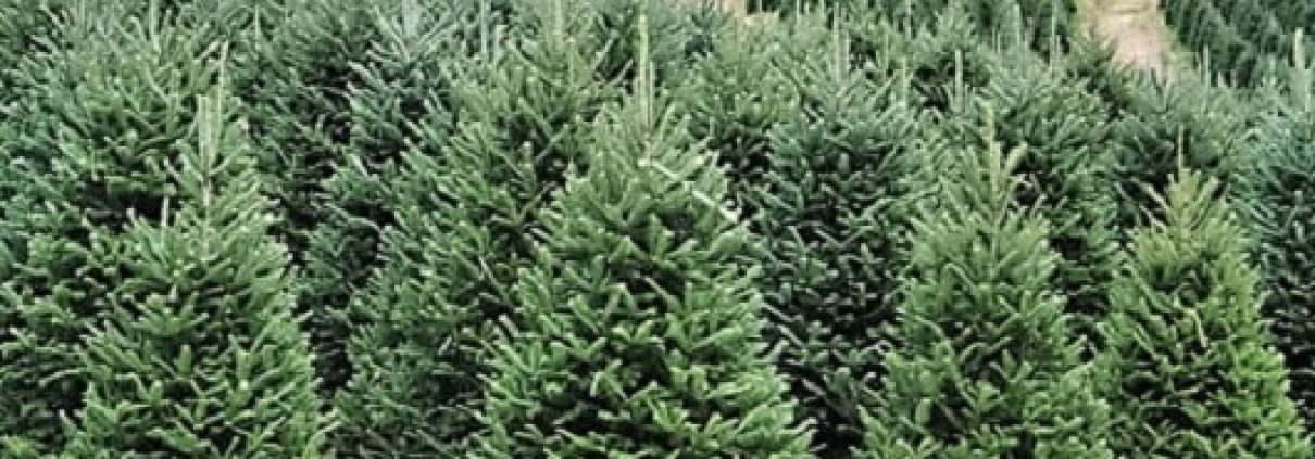 how to keep your christmas tree green and fresh all season long
