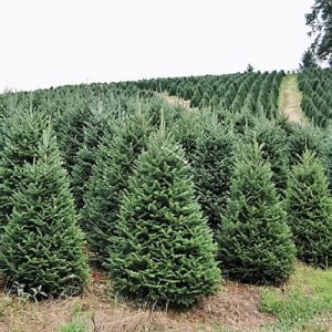 how to keep your christmas tree green and fresh all season long