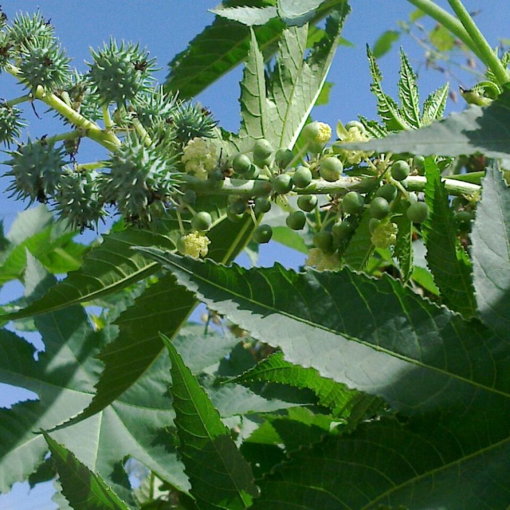 Castor Oil Plant