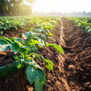 Mirimichi Green Blog