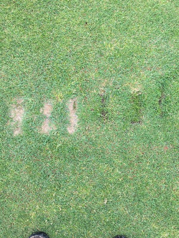 After: Divot repair