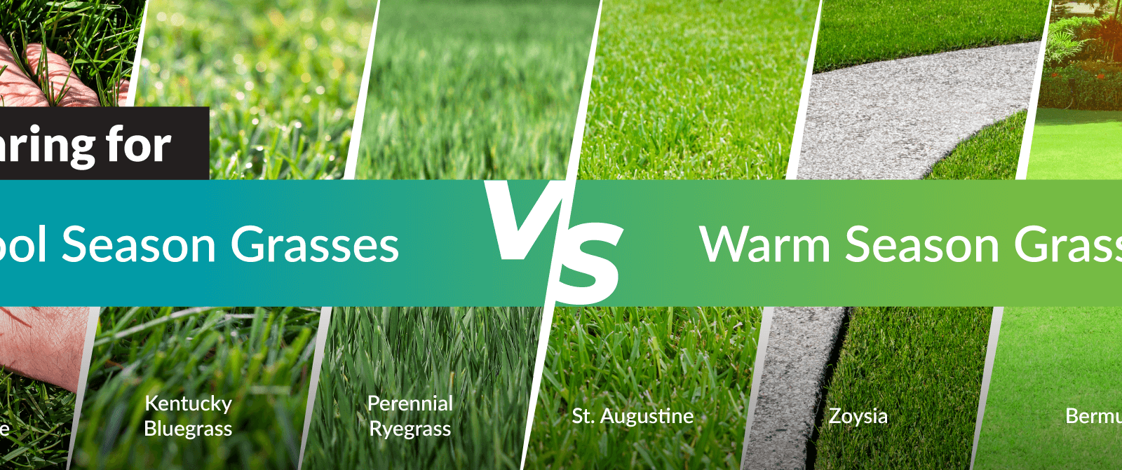 Cool-vs-Warm Grasses