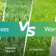 Cool-vs-Warm Grasses