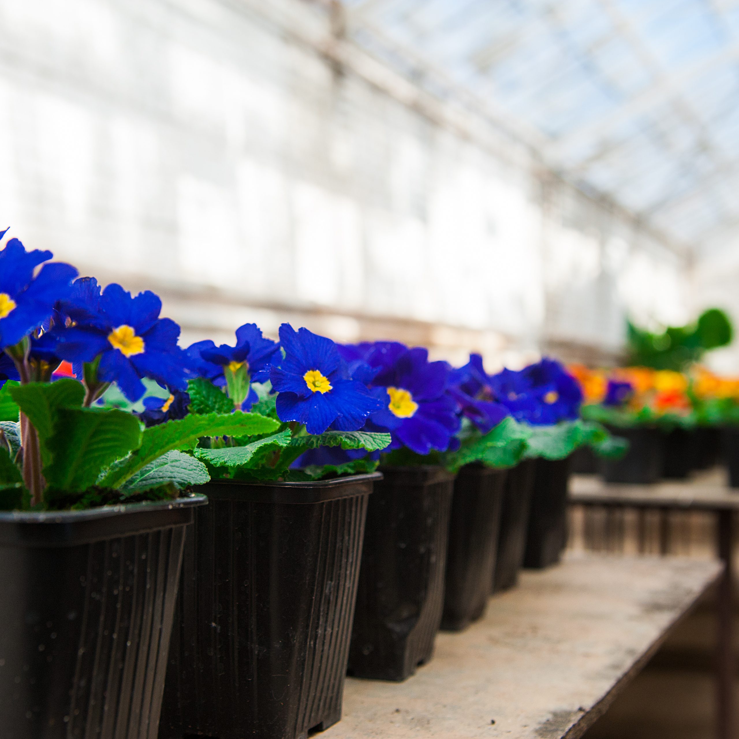Replanting in Winter: Preparing Your Landscape for Spring