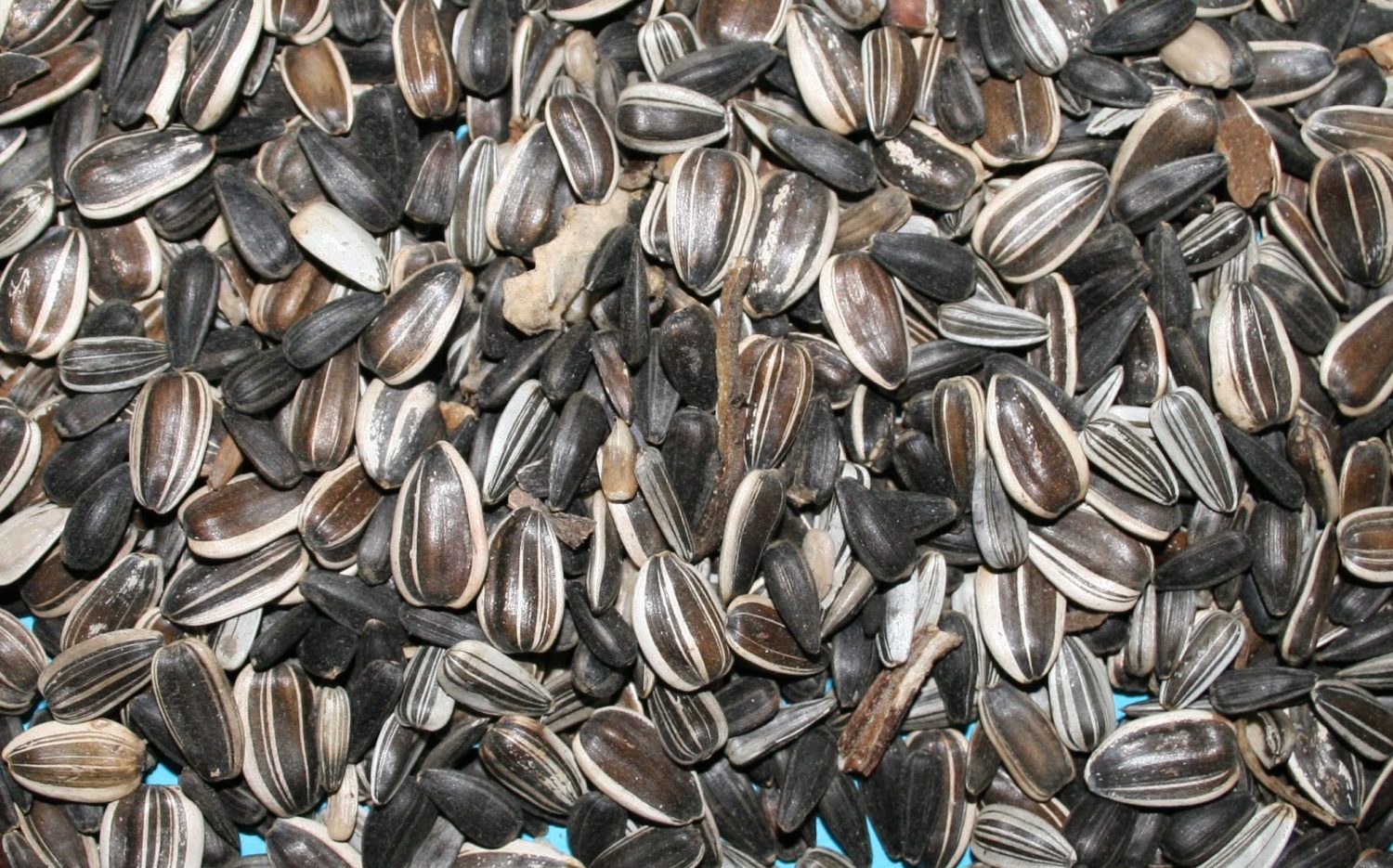 Sunflower Hull Ash Mirimichi Green