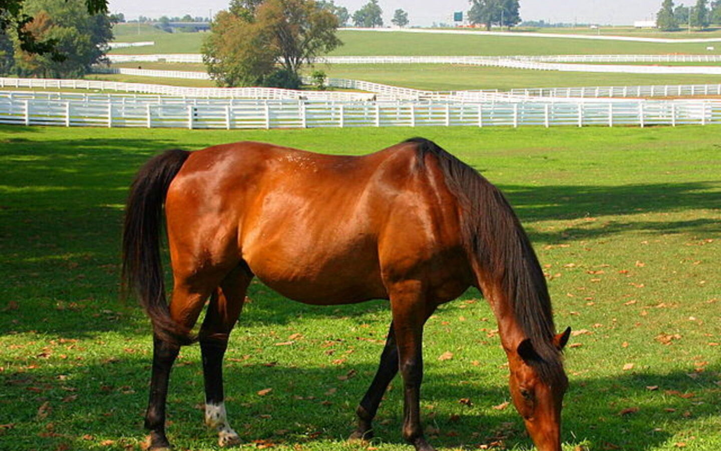 Horse grazing on green turf