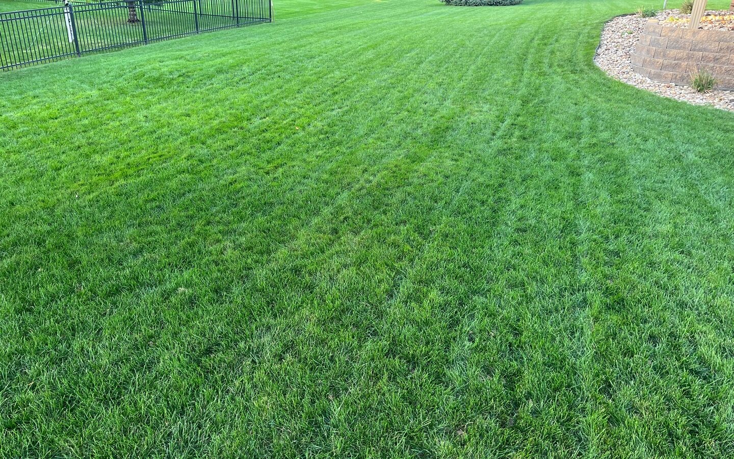 Freshly striped lawn after a CarbonizPN-G application