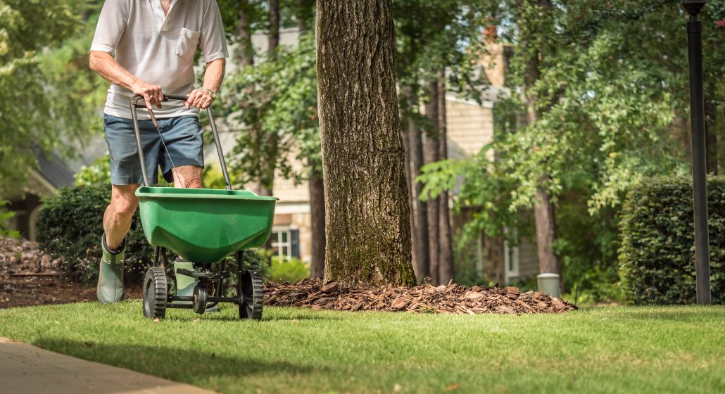 Person using broadcast spreader to overseed lawn