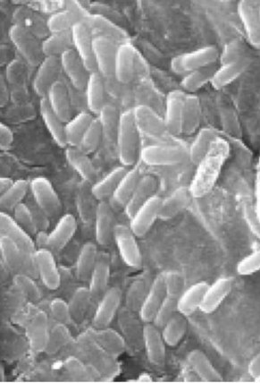 Micrograph of beneficial soil bacteria